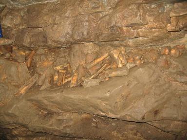 Buffalo bones brought into the cave by the rats. 